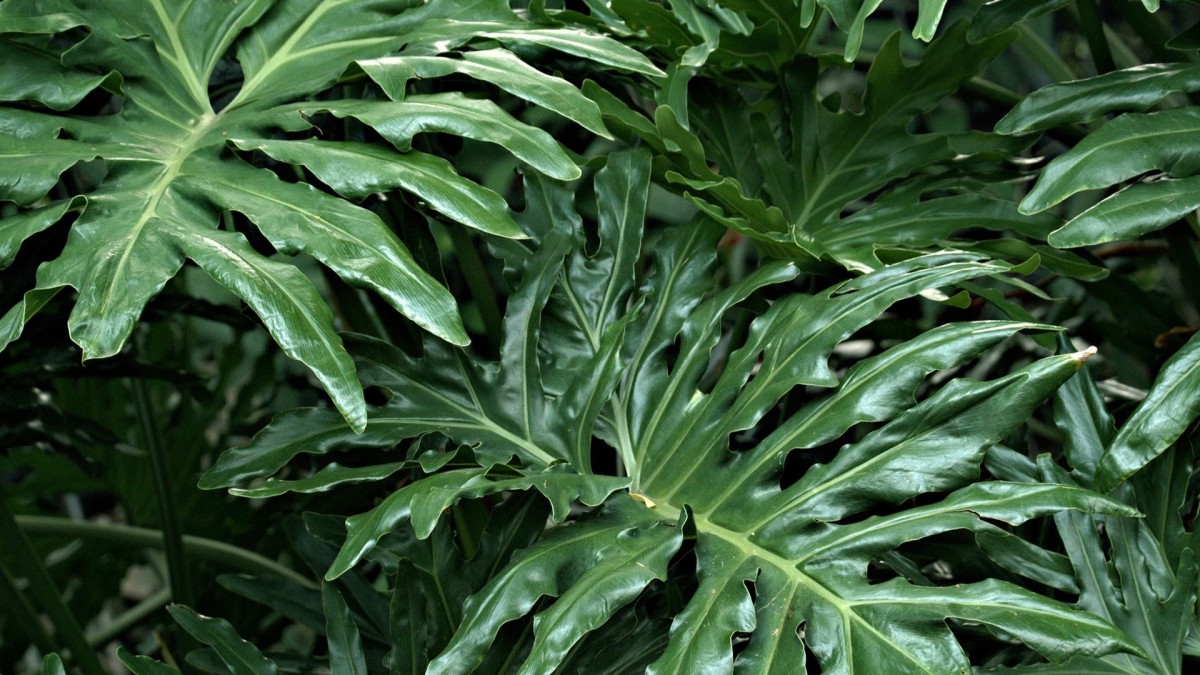 piante ricadenti da interno