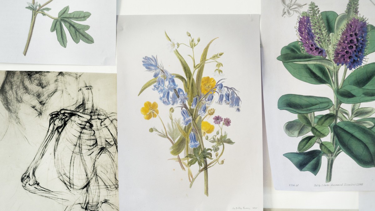 quadri botanici