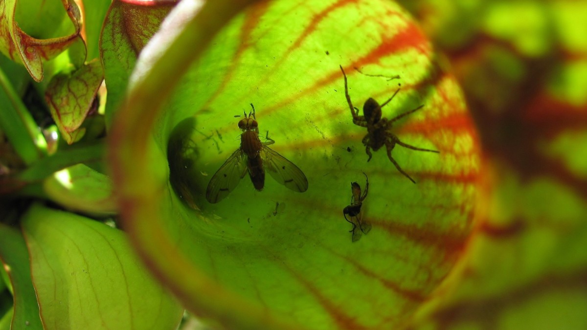 le piante carnivore mangiano le zanzare