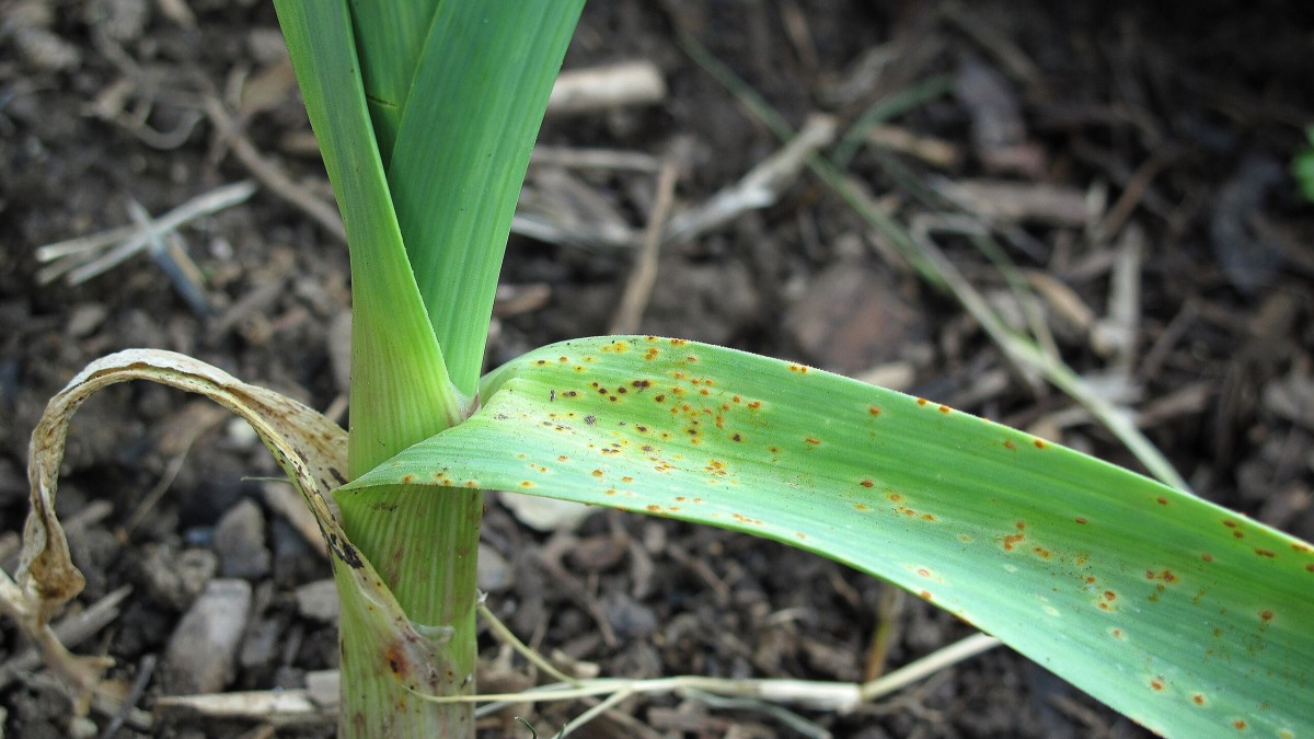 ruggine delle piante