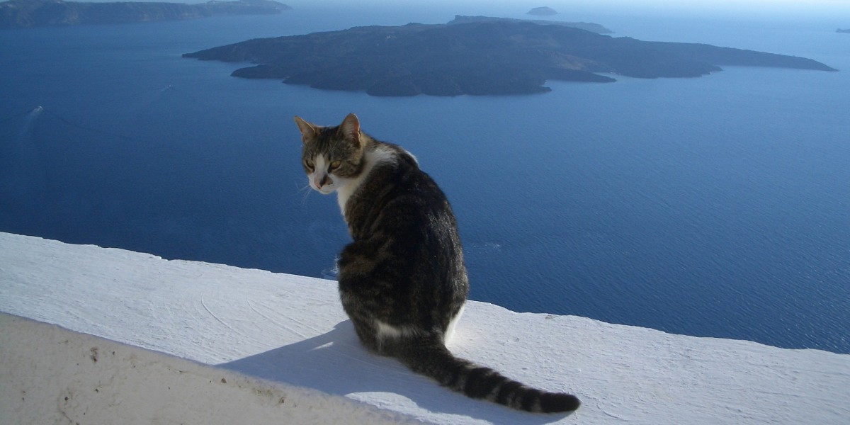 perche in grecia ci sono tanti gatti