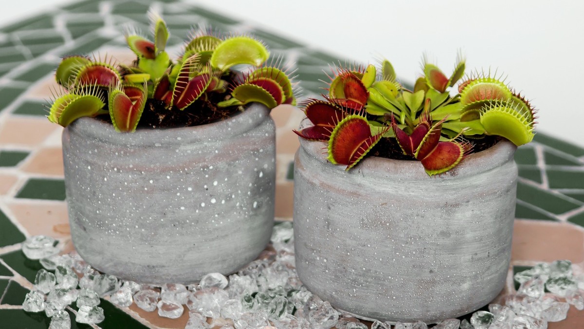 le piante carnivore mangiano le zanzare