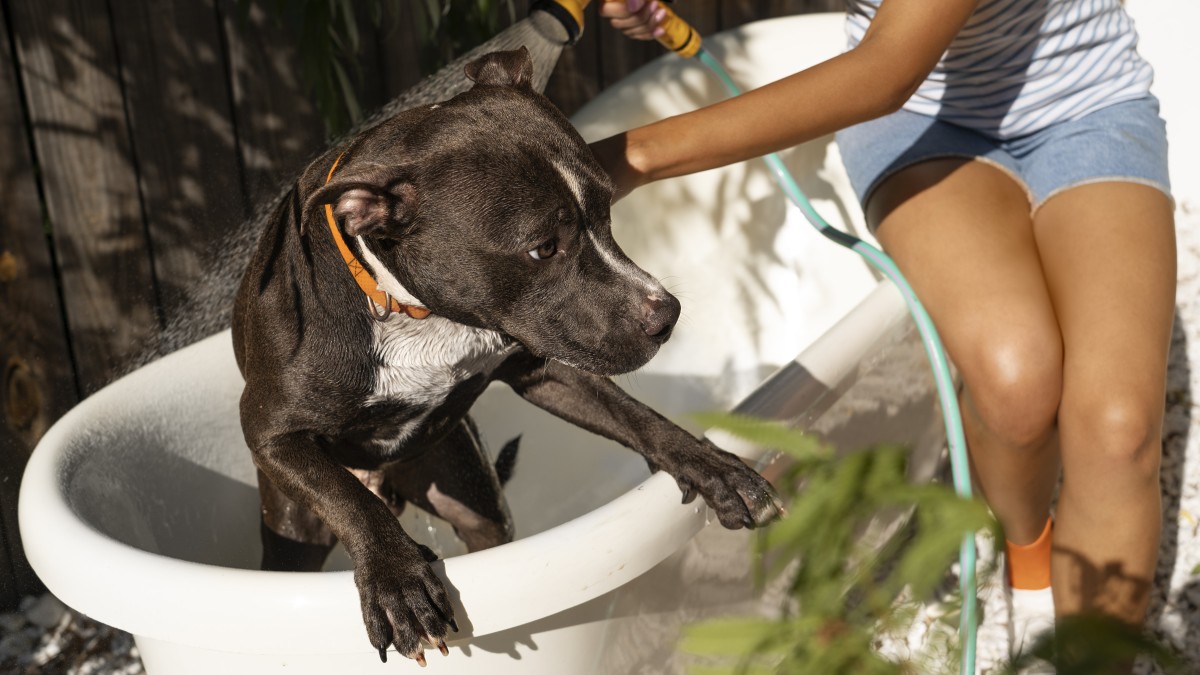 accessori estivi animali