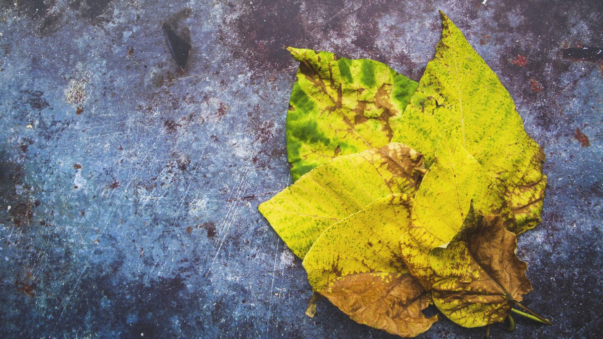 ruggine delle piante