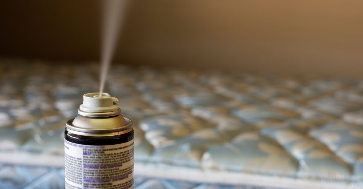 insetti in casa al rientro dalle vacanze