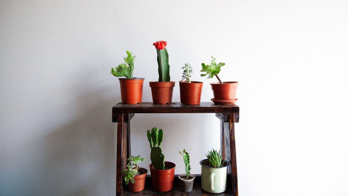 dove tenere i cactus in casa