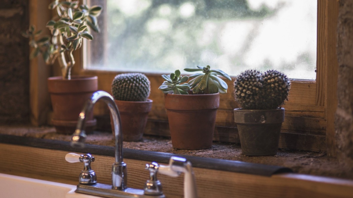 dove tenere i cactus in casa