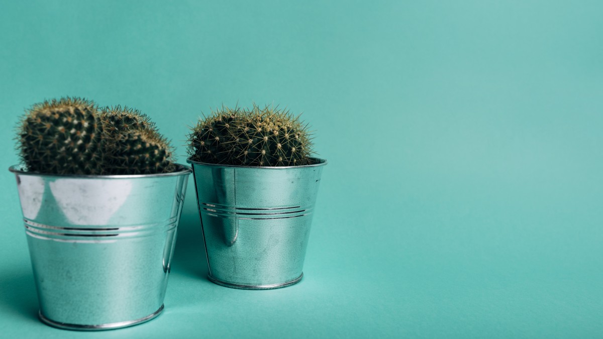 come realizzare vasi fai da te piante