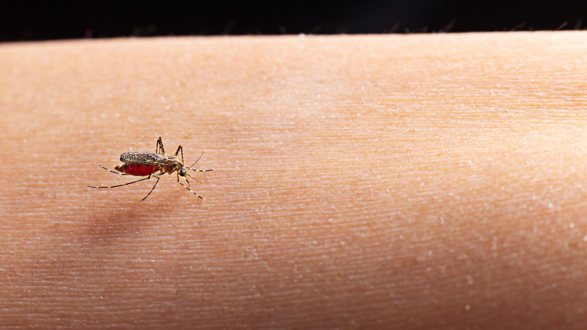 insetti in casa al rientro dalle vacanze