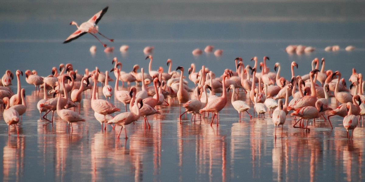 Fenicotteri rosa