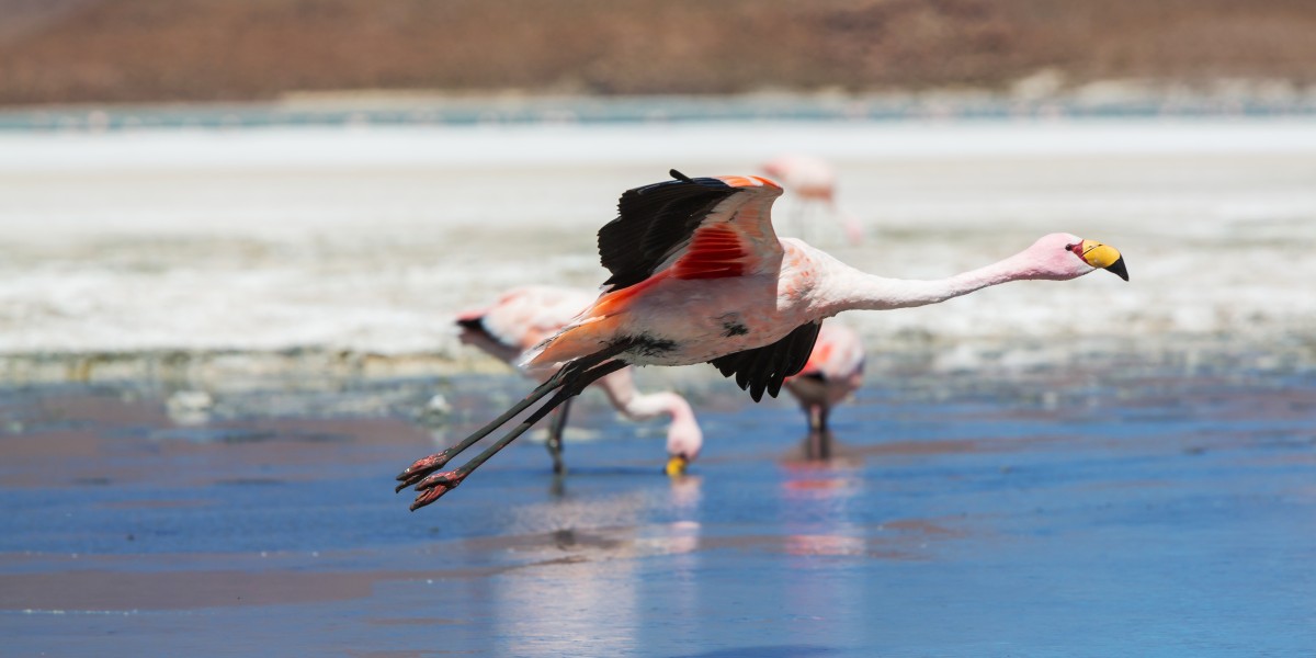 flamingo