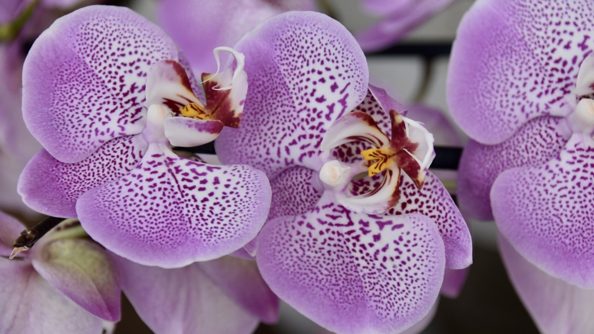 fiori viola
