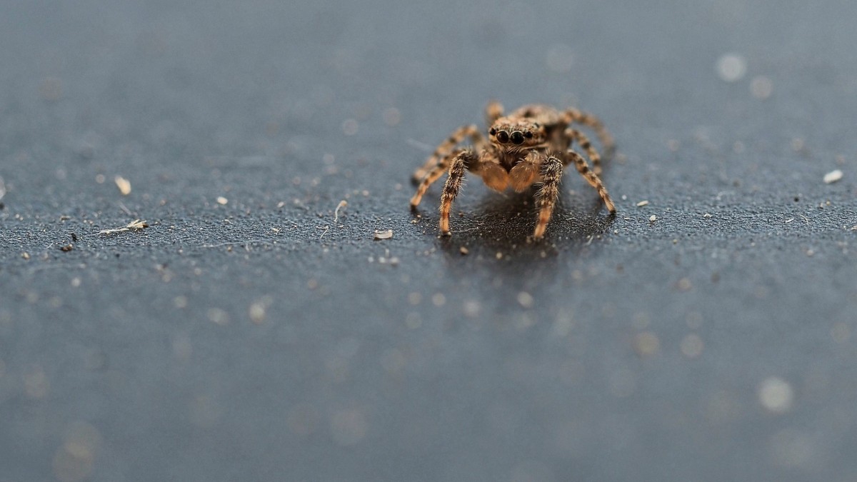 ragno violino in casa