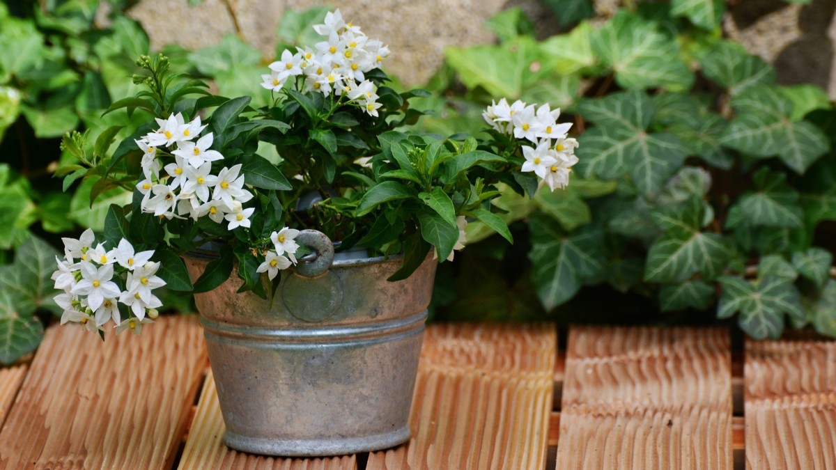 gelsomino o rincospermo