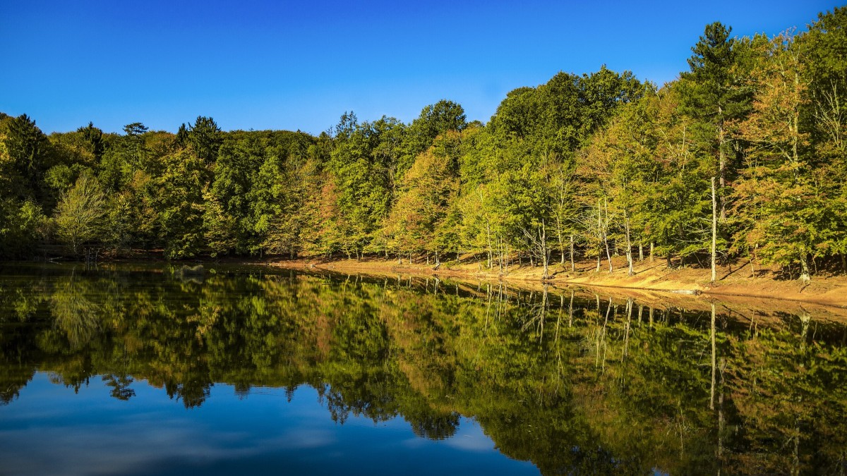 perchè la foresta umbra si chiama cosi
