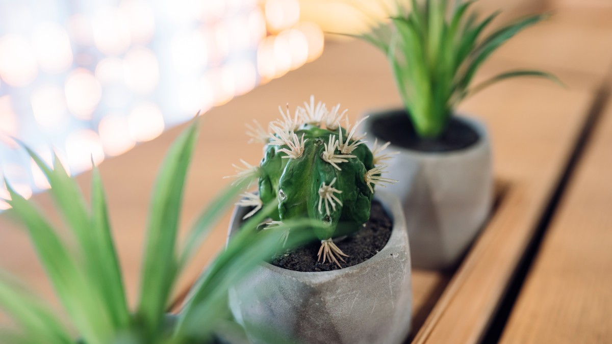 dove tenere i cactus in casa