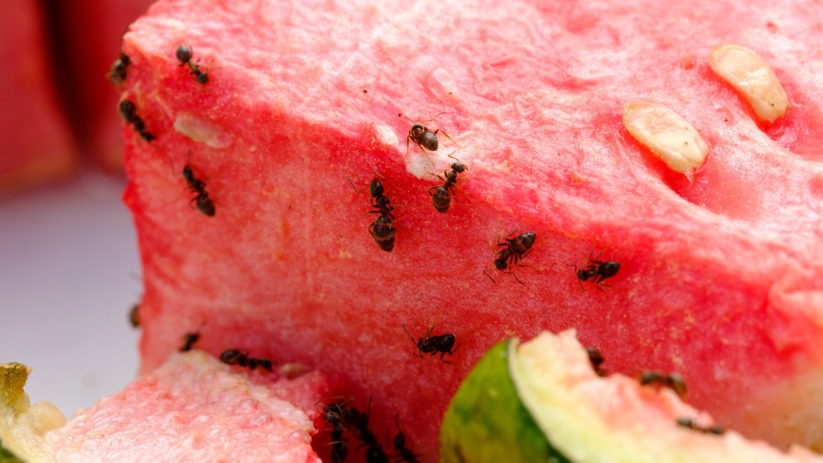 insetti in casa al rientro dalle vacanze