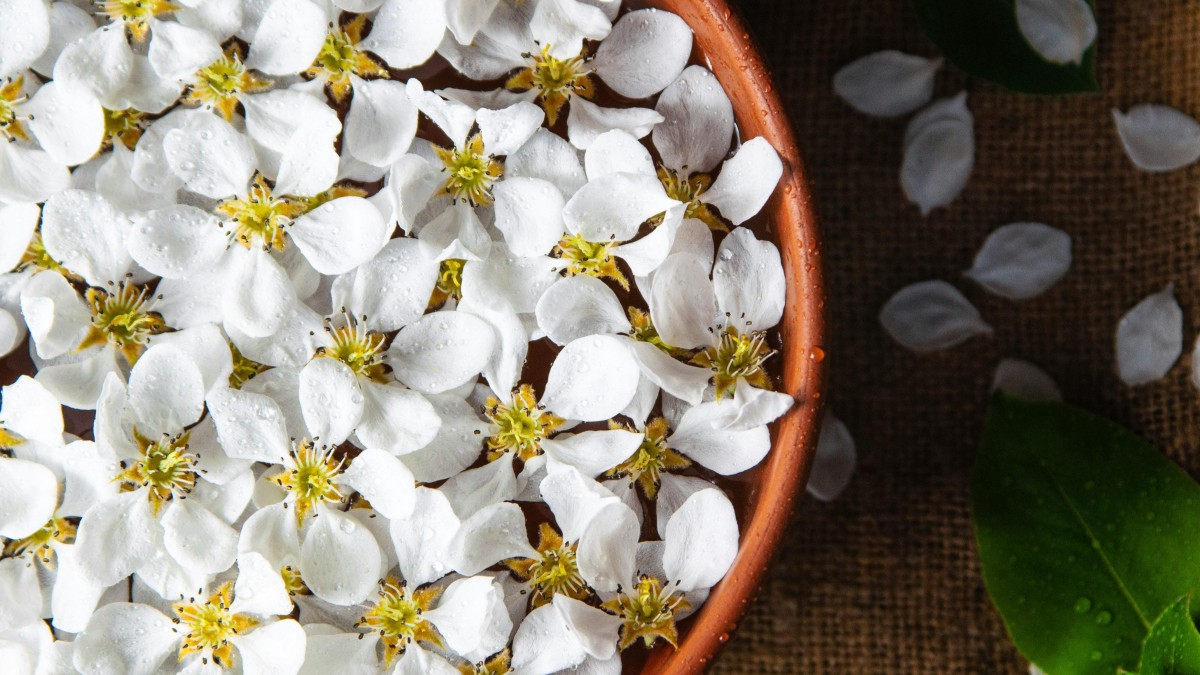 gelsomino o rincospermo