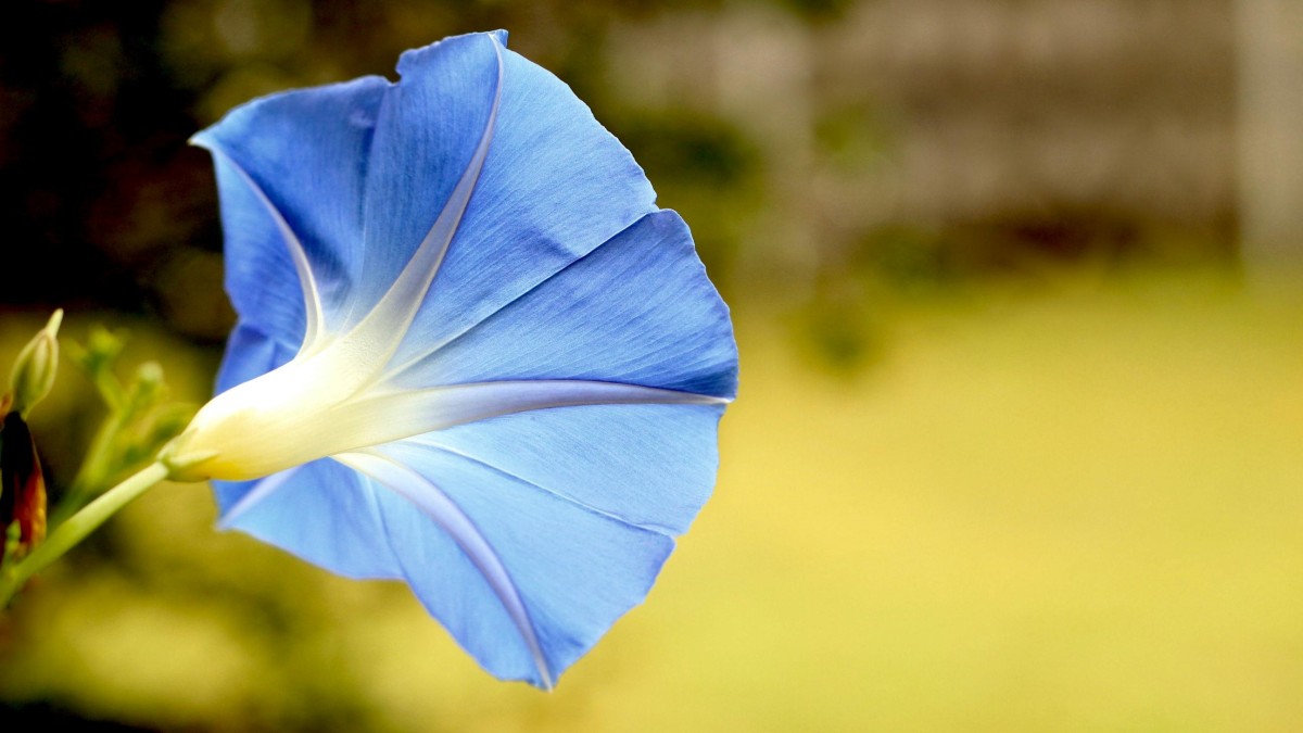 fiori blu in casa