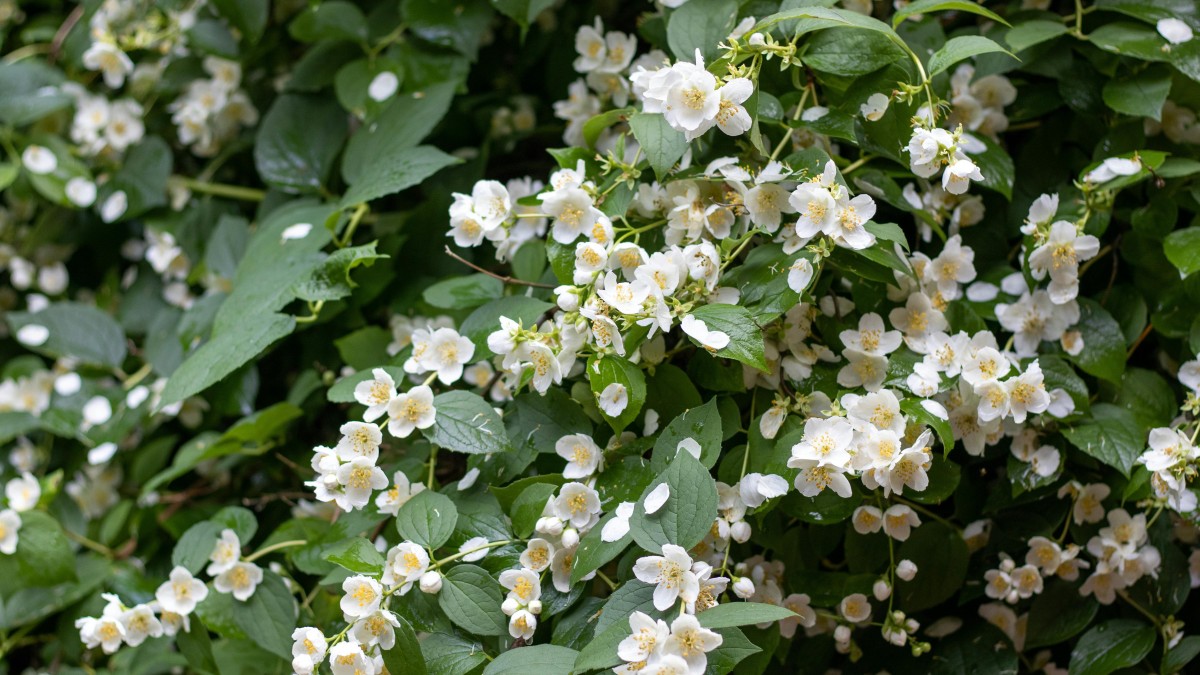 gelsomino o rincospermo