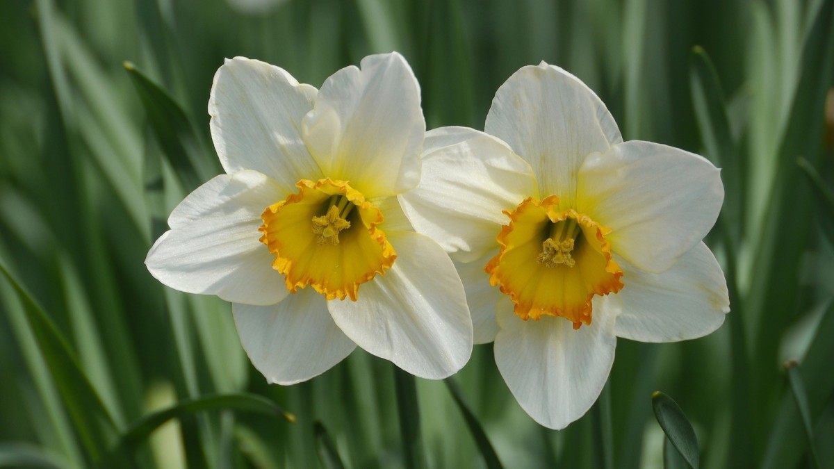 narciso