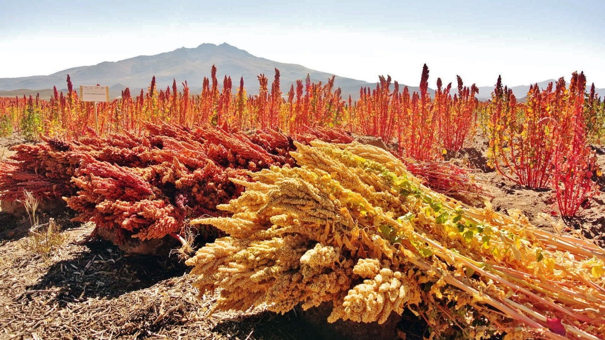 quinoa come si coltiva