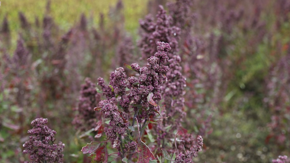 quinoa come si coltiva
