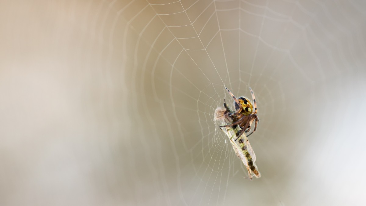 ragno violino in casa
