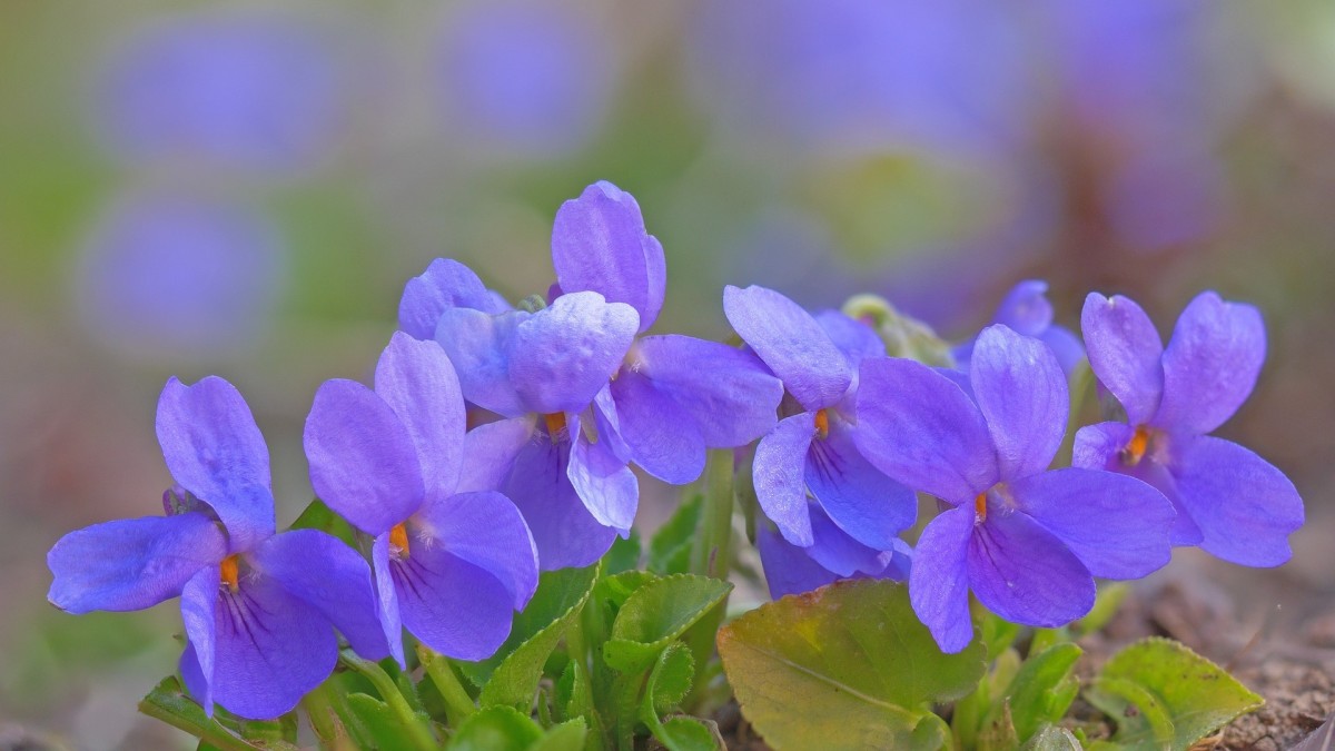 fiori viola