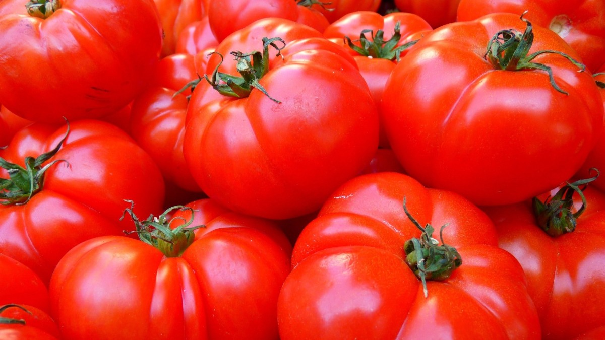 varietà pomodori