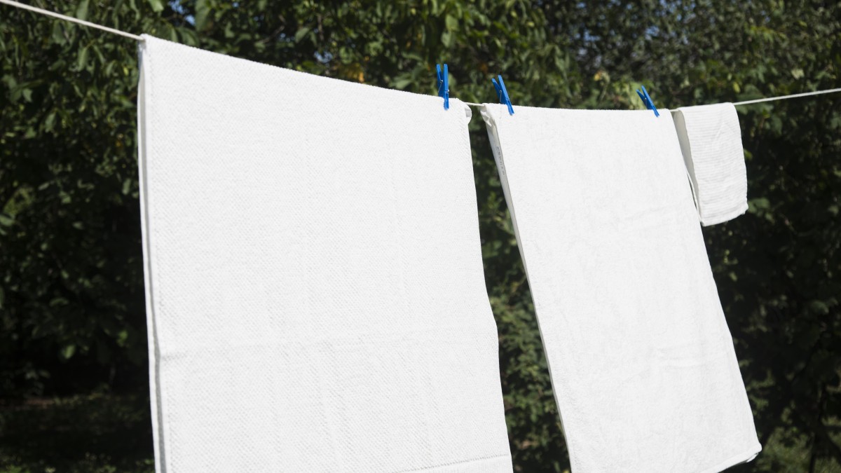 ragno violino in casa