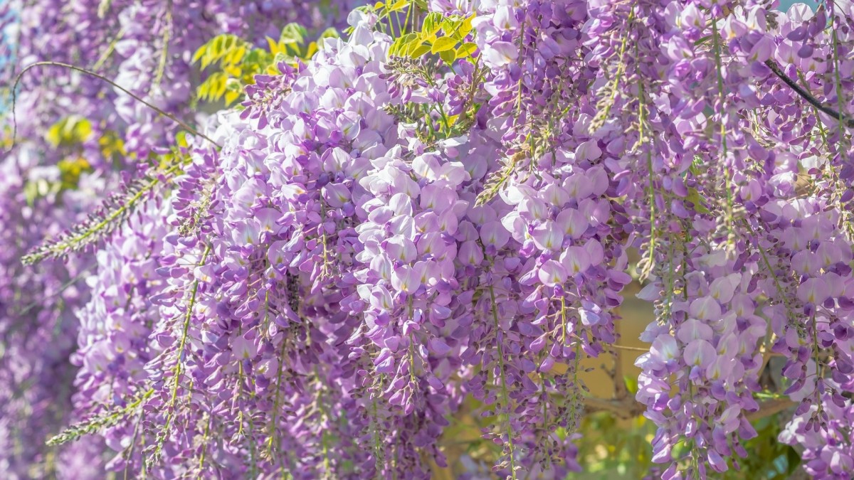 fiori viola
