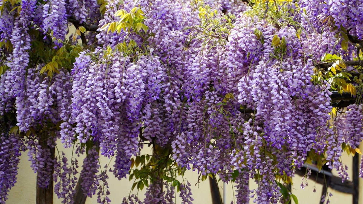 piante viola