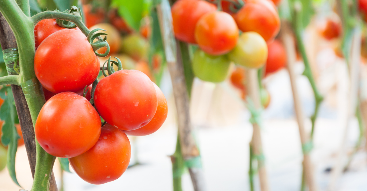Cosa piantare vicino ai pomodori
