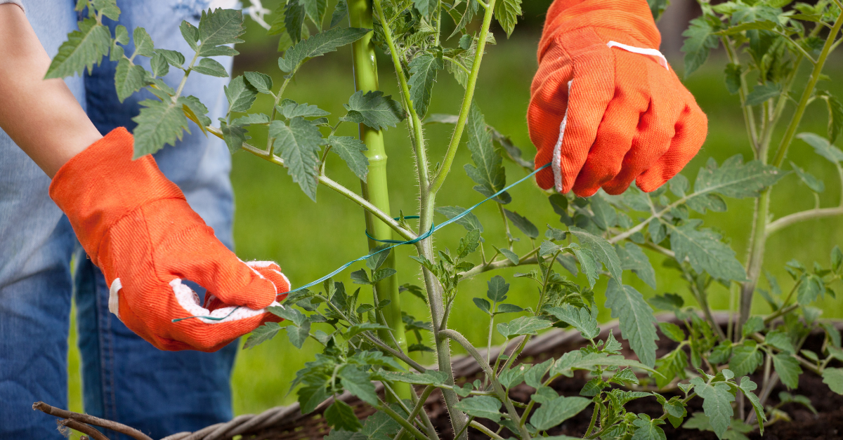 Cosa piantare vicino ai pomodori
