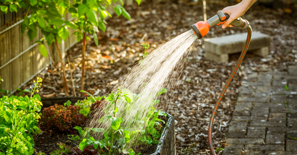 Cosa piantare vicino ai pomodori