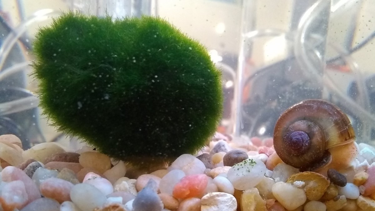 cos'è il marimo