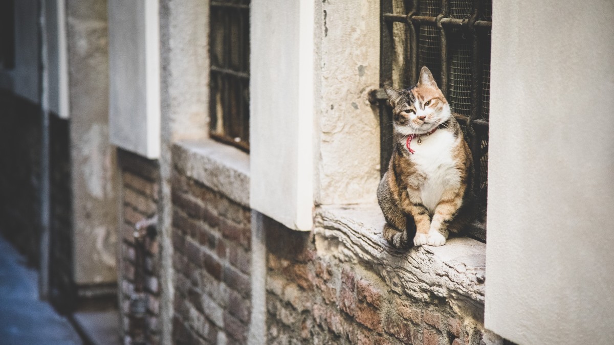 ciubiz borgo dei gatti