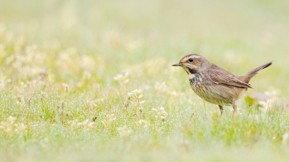 piante che attirano uccelli