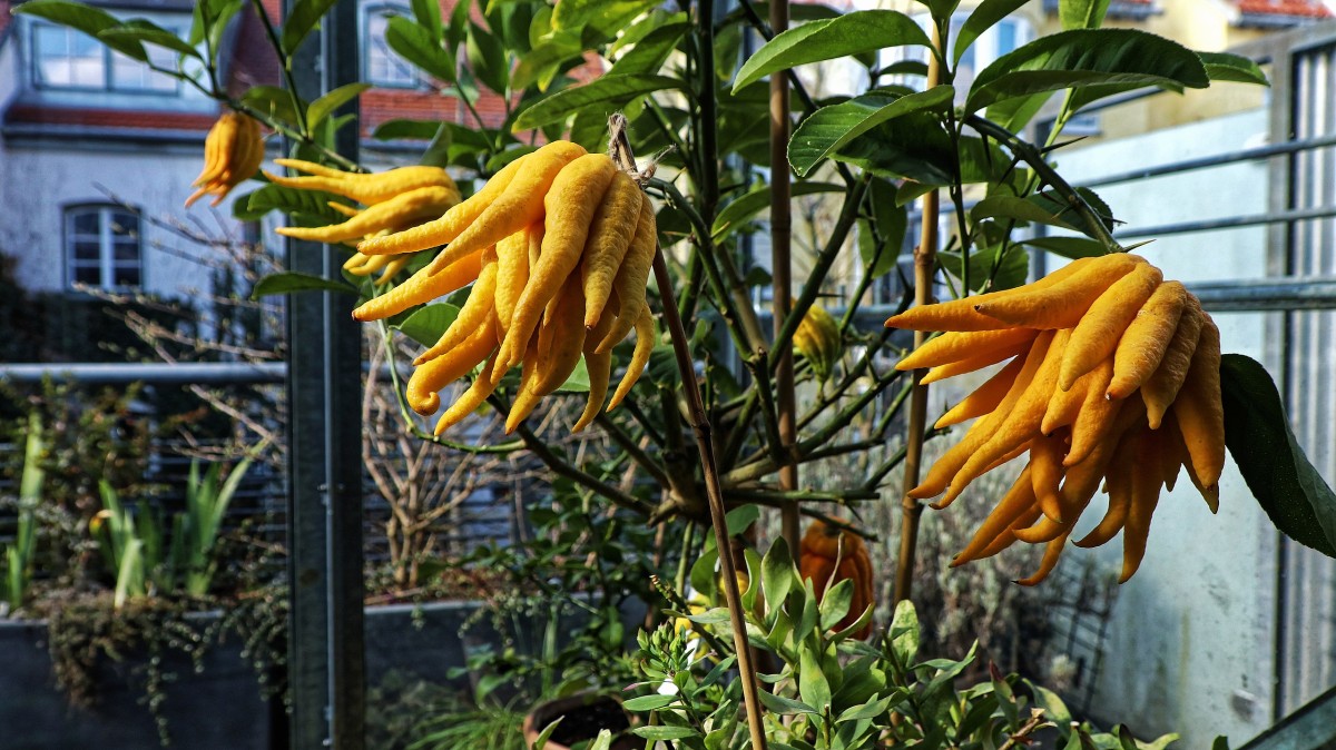 mano di buddha