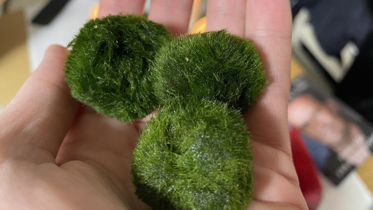 cos'è il marimo