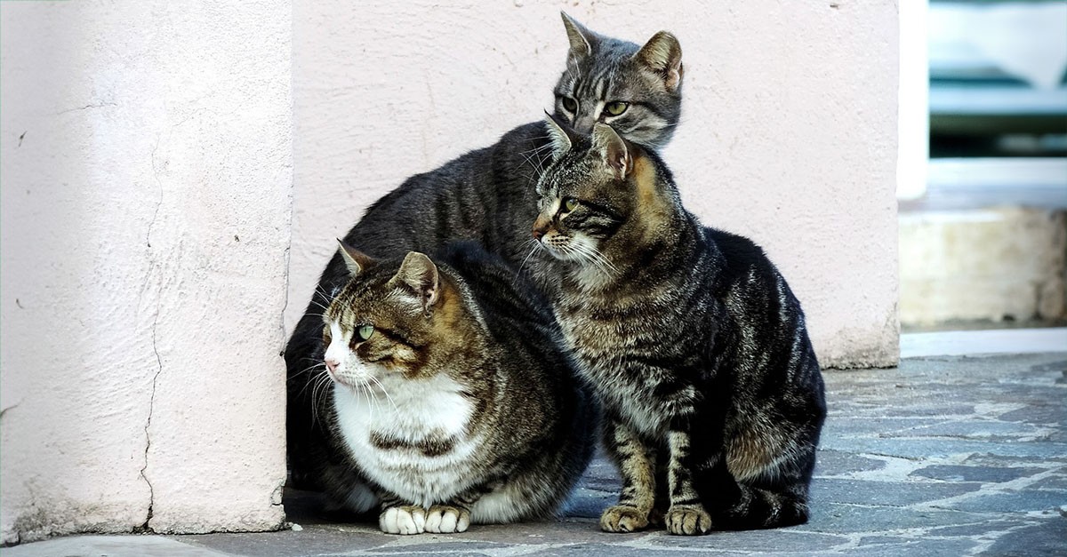 Colonia felina