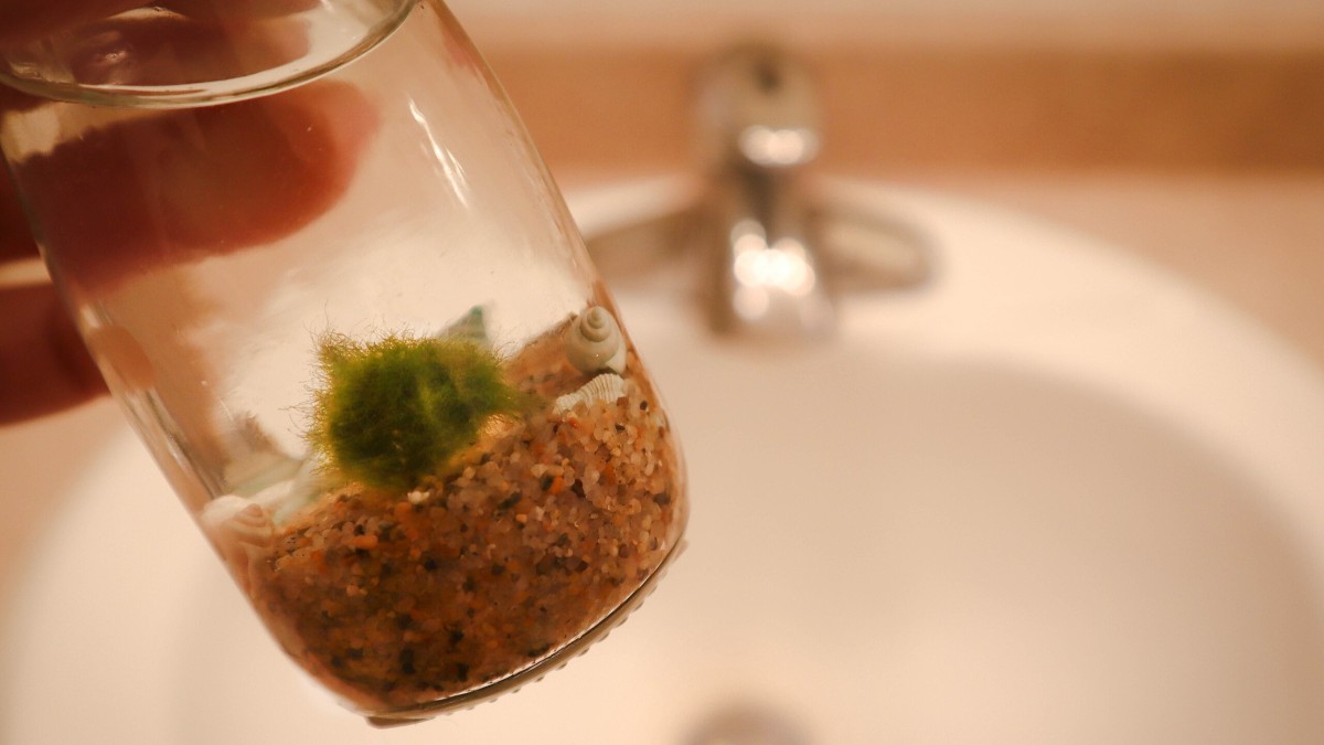 cos'è il marimo