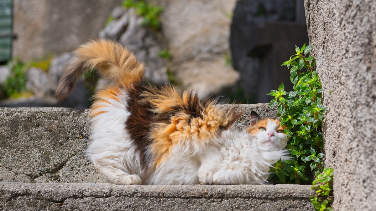 ciubiz borgo dei gatti