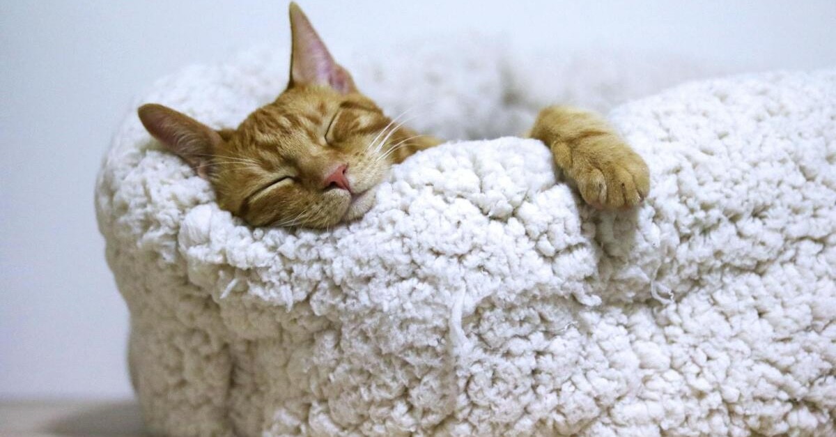 gatto che dorme gatto che dorme
