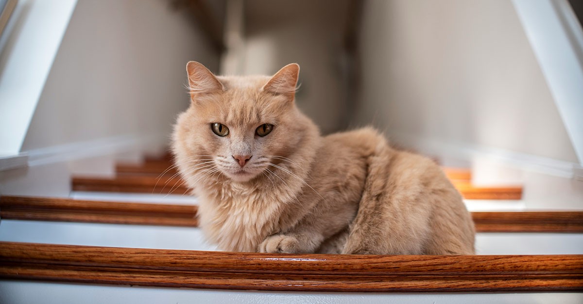 Gatto sulle scale condominiali