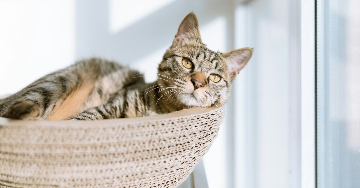 gatto soriano su un cuscino gatto soriano su un cuscino
