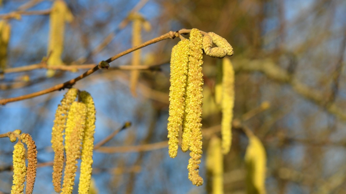 piante che attirano uccelli