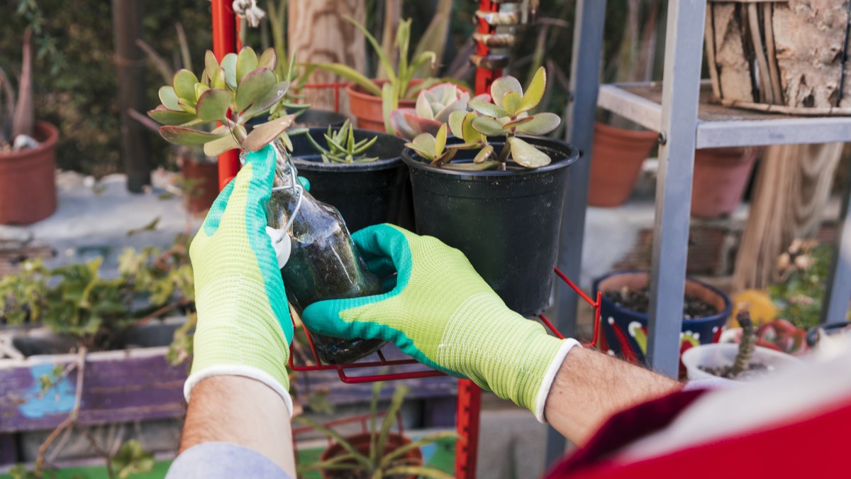 eventi giardinaggio settembre