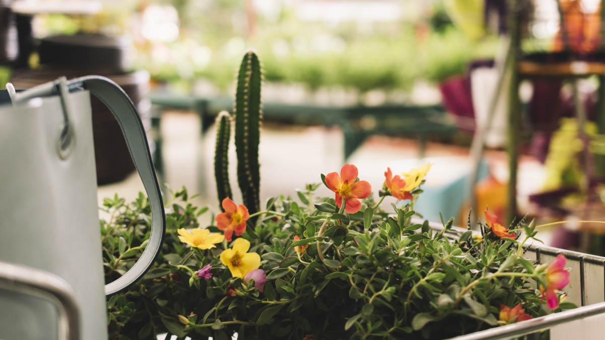 eventi giardinaggio settembre